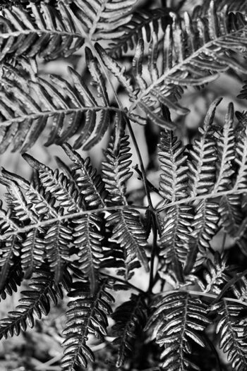 Close view, ferns leaves. Plant life, amongst the trees, Gibbergunyah Reserve