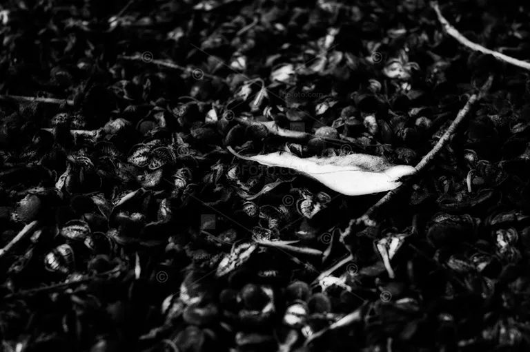 fallen leaf on gum nuts ground litter