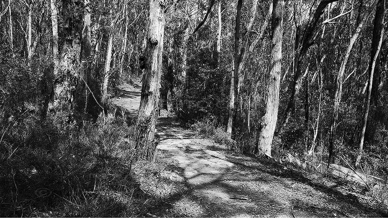 BW image showing walking trail amongst the trees in Gibbergunyah Reserve, Bowral, NSW, Australia