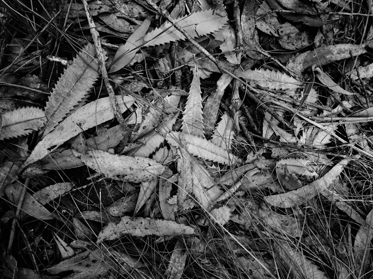 Leaf litter on ground. Gibbergunyah Reserve