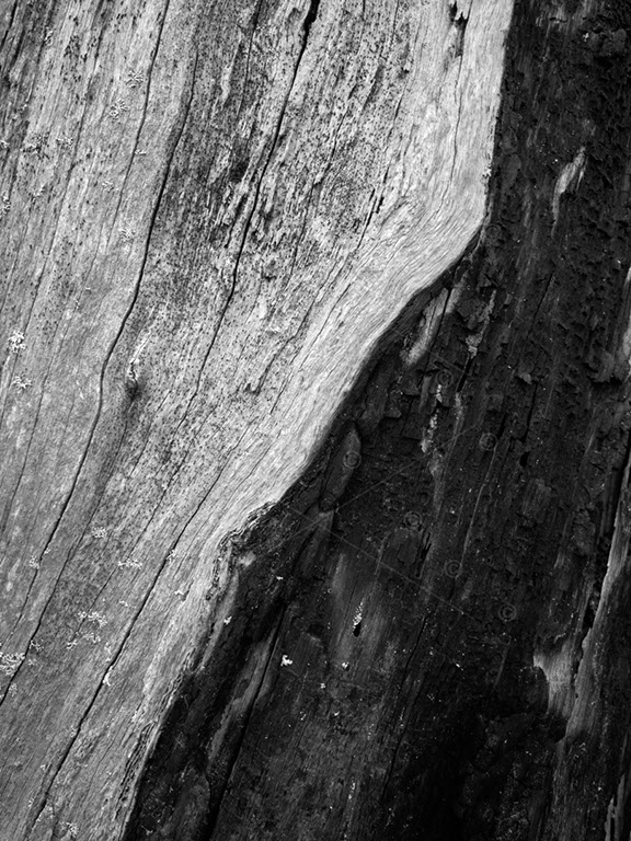 Partially burnt tree trunk Gibbergunyah Reserve - Amongst the Trees series
