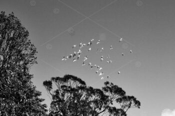 Flock of Sulphur-crested Cockatoo flying across Lake Alexandra Reserve Park, Mittagong, NSW, Australia