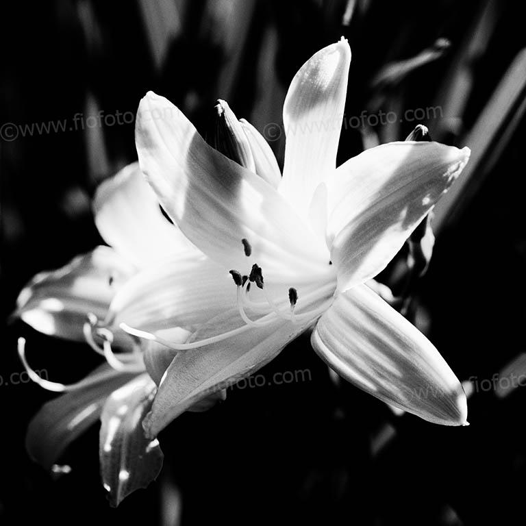 The genus of plants generally known as Day Lily, Hemerocallis or Day Lillies. Sub-family Hemerocallidoideae. Commonly cultivated as a popular garden plant around the world, it appears in many forms, England. Shows backlit yellow flower against green foliage.