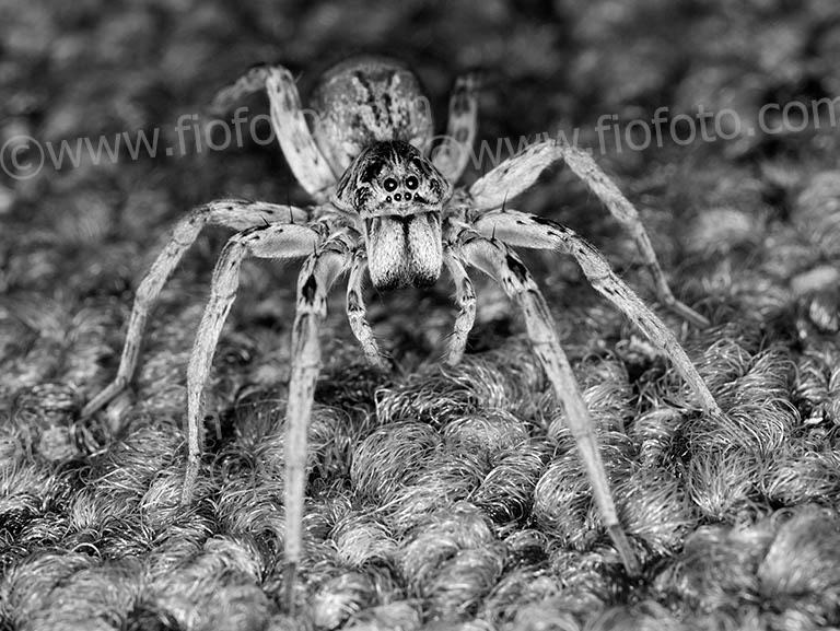 Large Wolf Spider (Australia) on carpet.