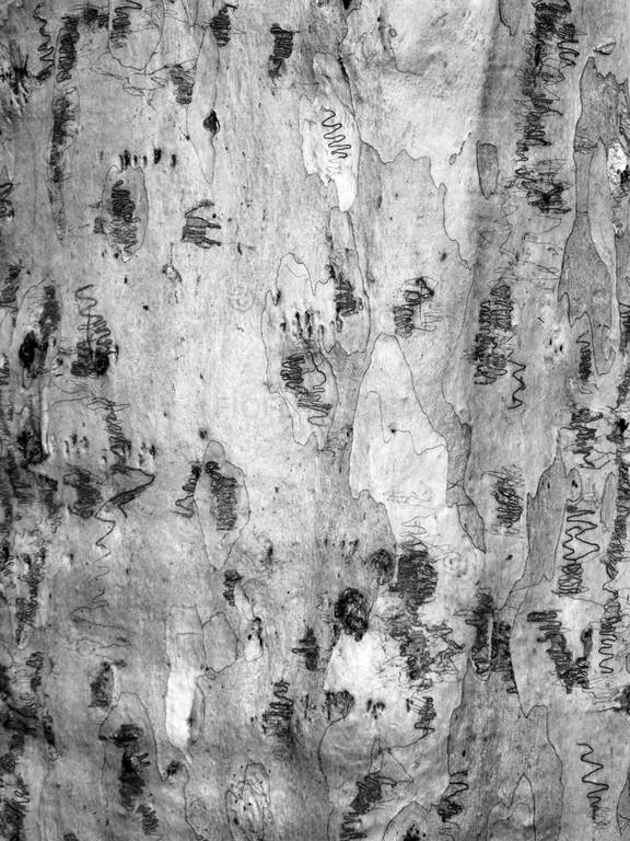 Scribbly gum insect tunnels in bark of Eucalyptus gum tree trunk