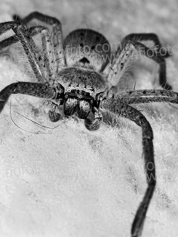 Large adult Huntsman Spider, Family - Sparassidae