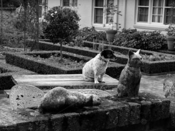 One dog, two stone cat statues sitting on a garden wall. Southern Highlands, NSW, Australia