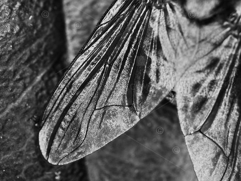 Close view of insect wing. Diptera, Two Winged Fly.