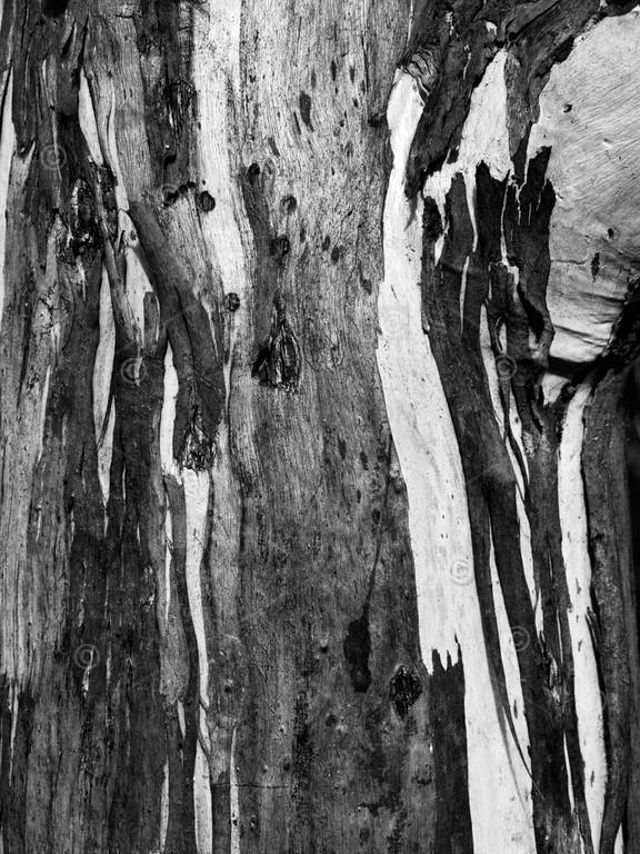 Patterns on Eucalyptus, gum tree bark, Australia