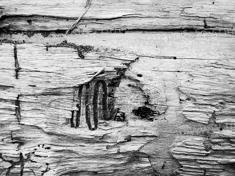 Scribbly Gum Moth tracks on trunk. Eucalyptus sp., Scribbly Gum. Bushland NSW Australia