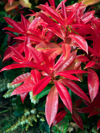 Pieris Forest Flame, popular cultivated garden shrub. Often call ed "Lily of the valley bush". Bright, fiery red foliage with white flowers.