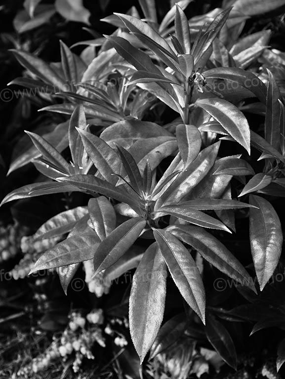 Pieris Forest Flame, popular cultivated garden shrub. Often call ed "Lily of the valley bush". Bright, fiery red foliage with white flowers.