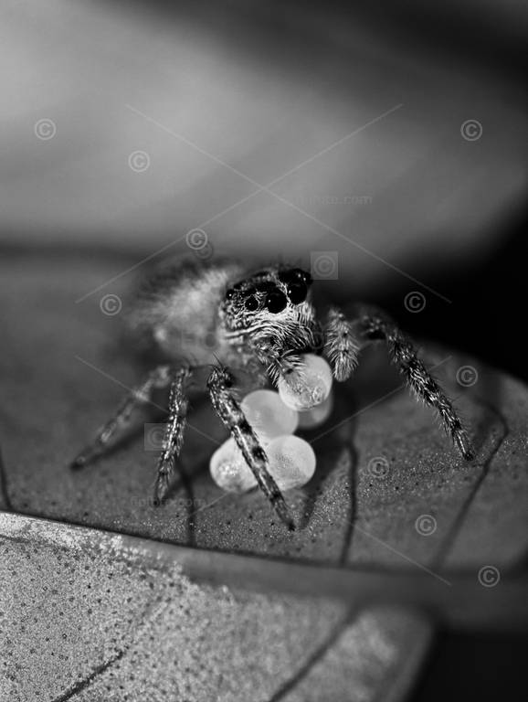 Jumping spider, Salticid spider with clutch of eggs being manipulated by the chelicera and pedipalps. On Honeysuckle leaf.