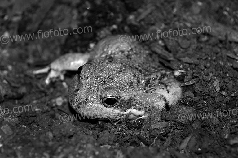 The Eastern Banjo frog, also known as Pobblebonk. Limnodynastes dumerilii. A burrowing frog. Images show frog burying itself in soil. Southern Highlands, NSW, Australia