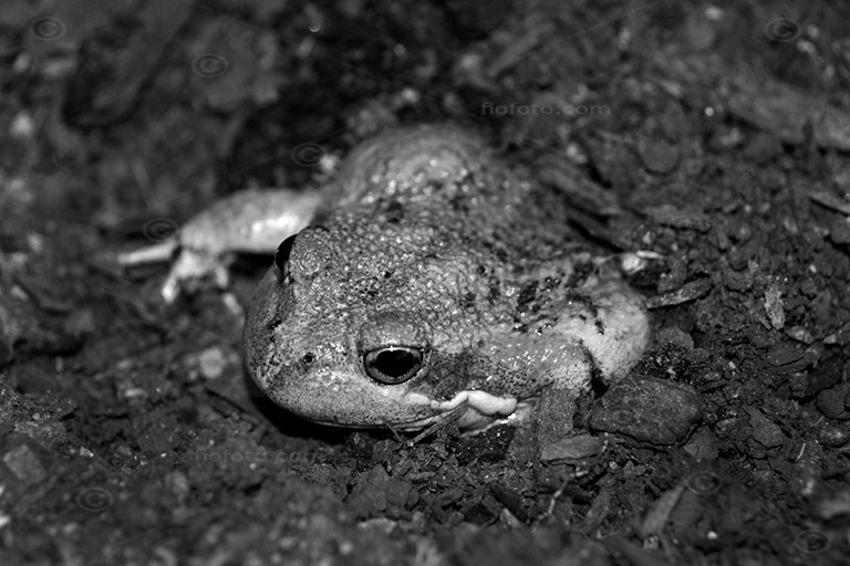 Pobblebonk or Eastern Banjo Frog