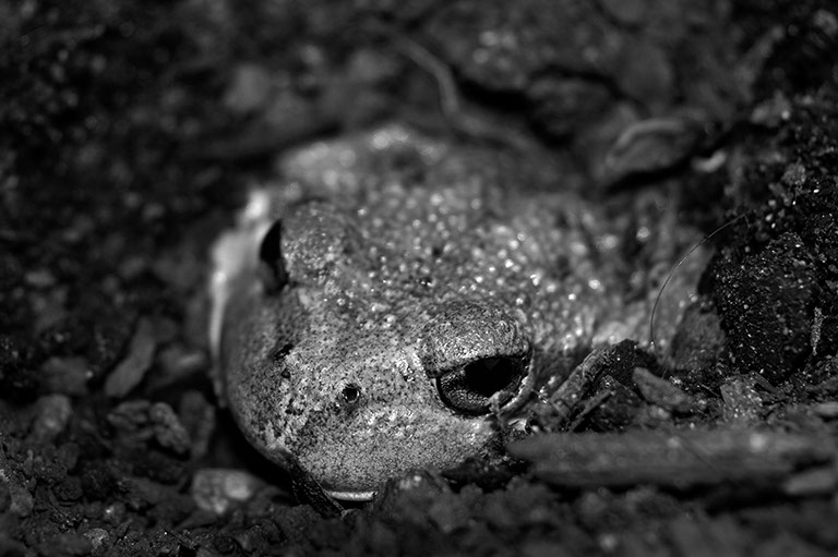 The Eastern Banjo frog, also known as Pobblebonk. Limnodynastes dumerilii. A burrowing frog. Images show frog burying itself in soil. Southern Highlands, NSW, Australia