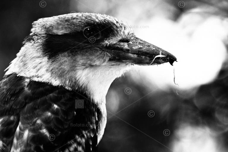 Adult Australian Kookaburra, Kingfisher. Photo shows close view of head in profile. Southern Highlands, NSW, Australia.