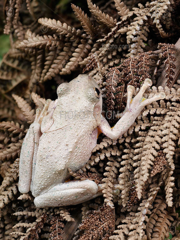 Color photo showing Peron's Tree Frog, Litoria peronii. Sometimes known as the emerald-spotted tree frog, emerald-speckled tree frog, laughing tree frog. Commonly found across NSW, Australia.