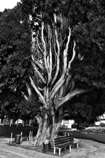 A lightning-damaged Cedar tree stands in Corbett Gardens, Bowral, NSW